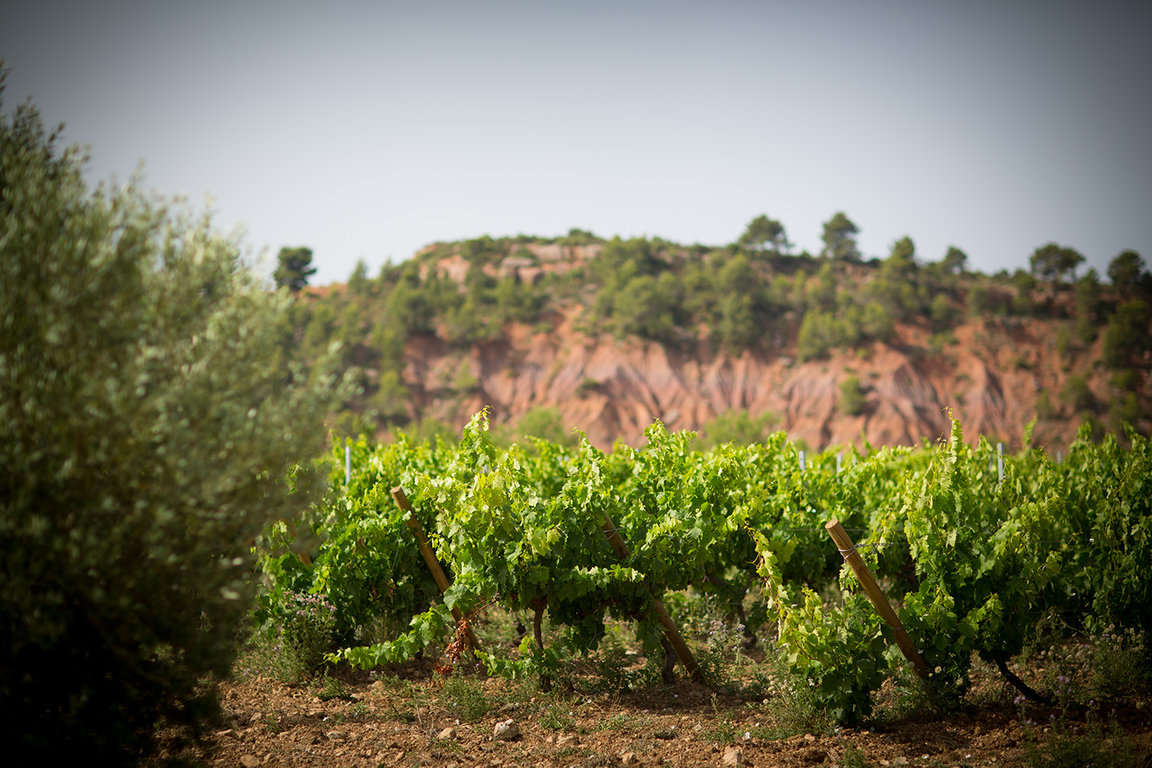 Parcelle de vignes sous une ocre falaise 