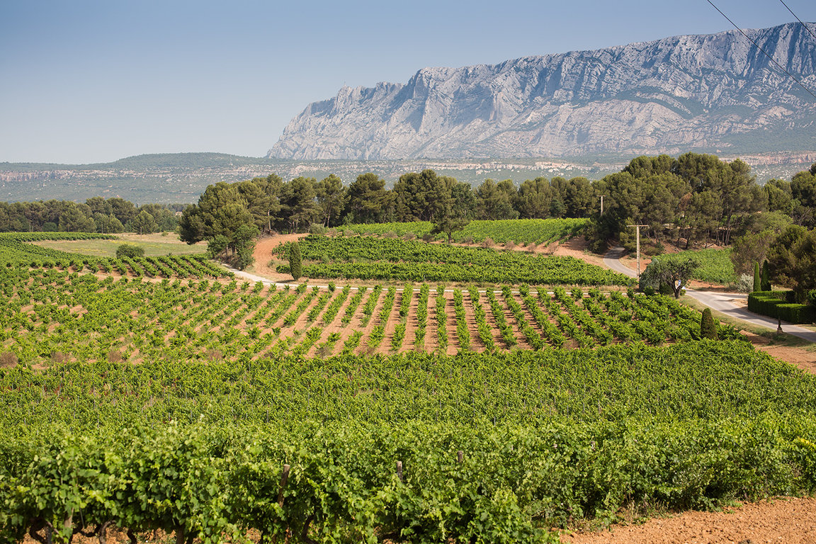 Les vignes de Coussin, en fond la montagne Sainte Victoire